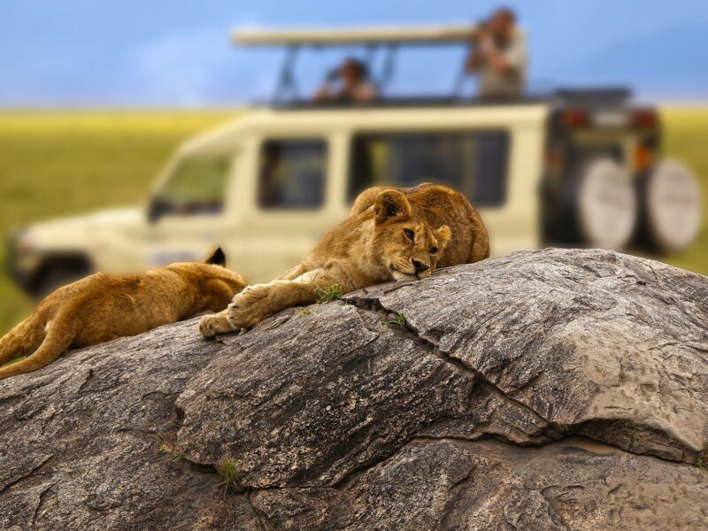 What Is Big Five Safari in Tanzania