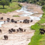 What Is Tarangire Known for During Dry Season?