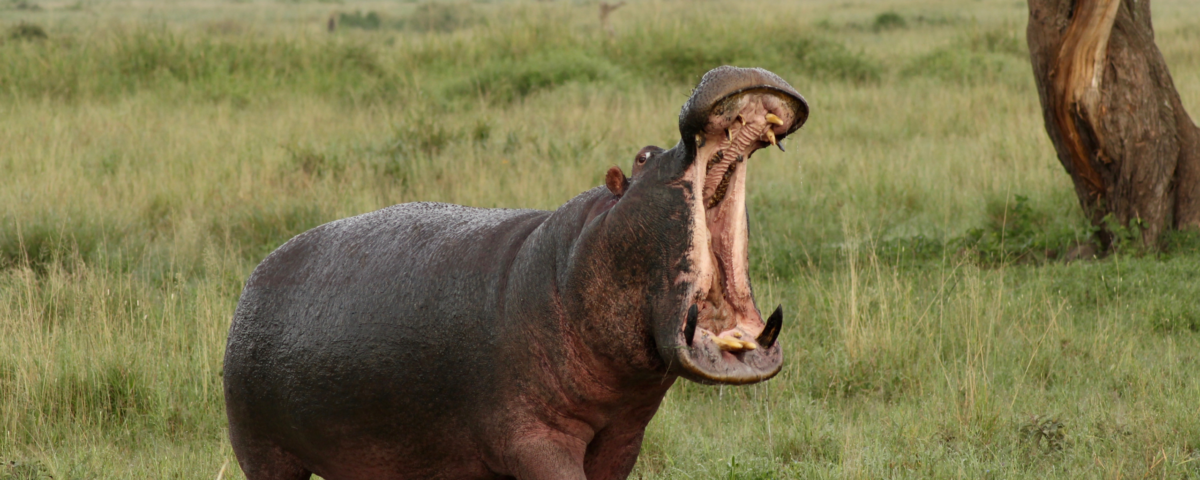 What Animals Are Unique to Tanzania
