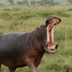 What Animals Are Unique to Tanzania