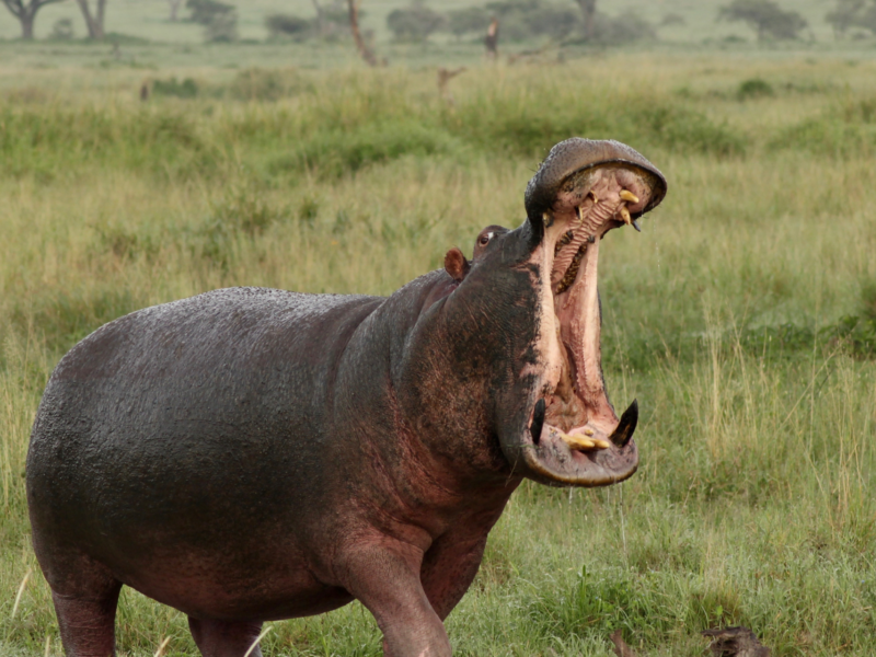 What Animals Are Unique to Tanzania