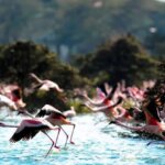 What animals can you see at Lake Naivasha?