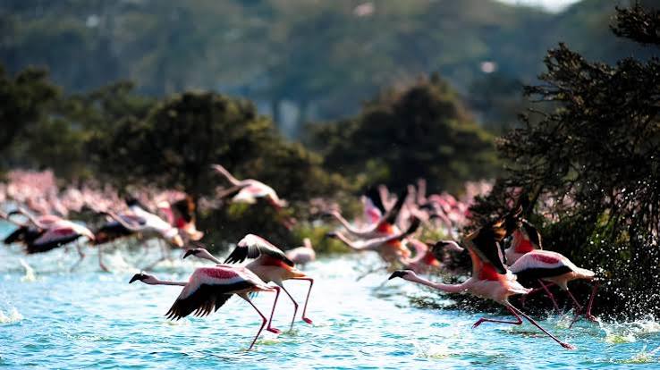What animals can you see at Lake Naivasha?