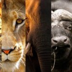What are the Big Five animals in Kenya?