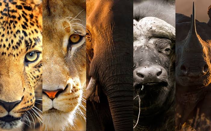 What are the Big Five animals in Kenya?