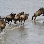 What are the best Great Migration safari packages?