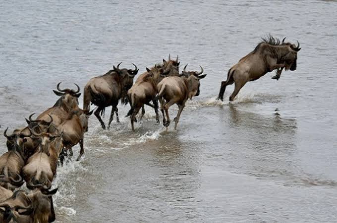 What are the best Great Migration safari packages?