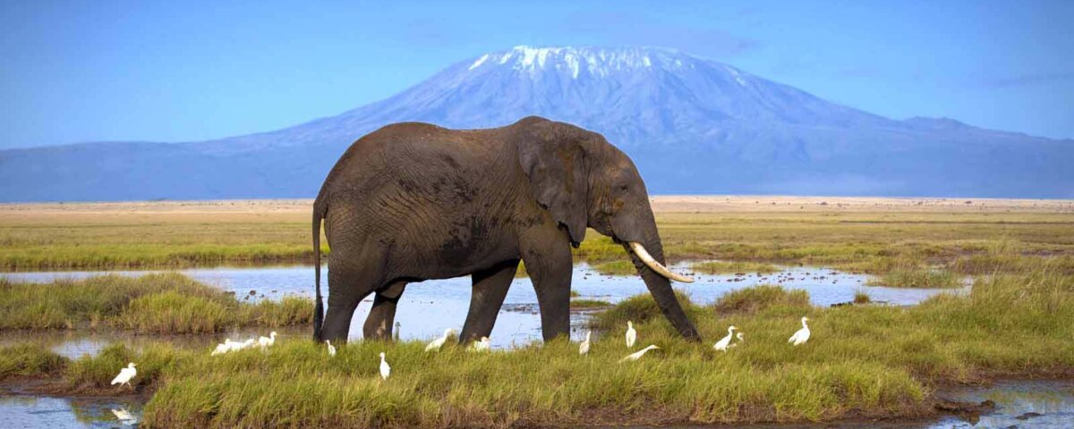 What are the best Kenya safari blogs to follow?