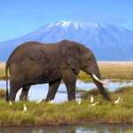 What are the best Kenya safari blogs to follow?