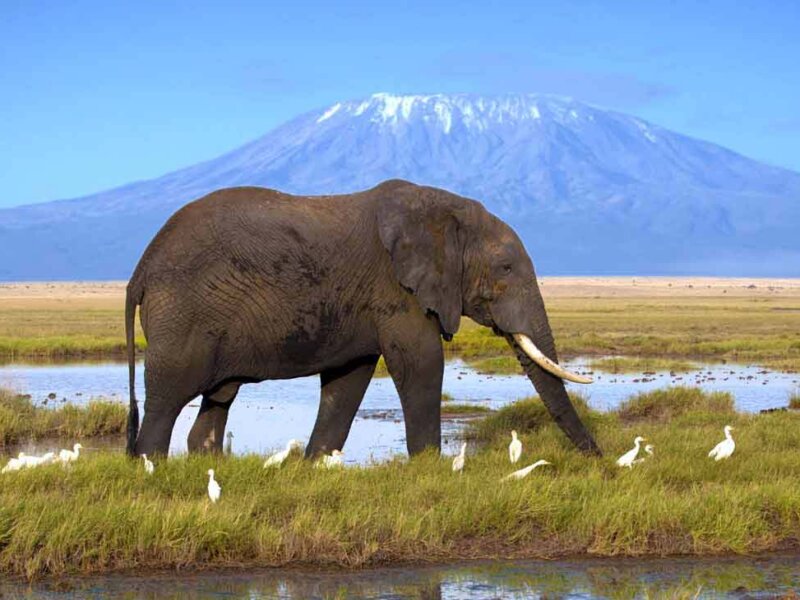 What are the best Kenya safari blogs to follow?