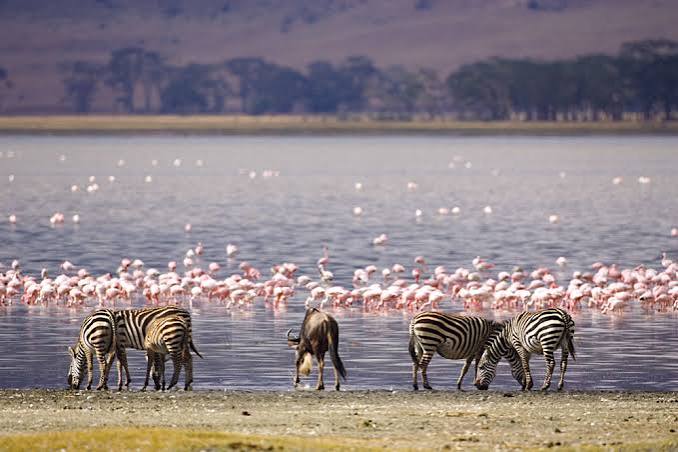 What are the best Kenya safari destinations for bird lovers?