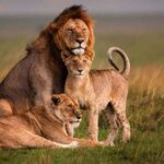 What are the best Kenya safari tours for seniors?