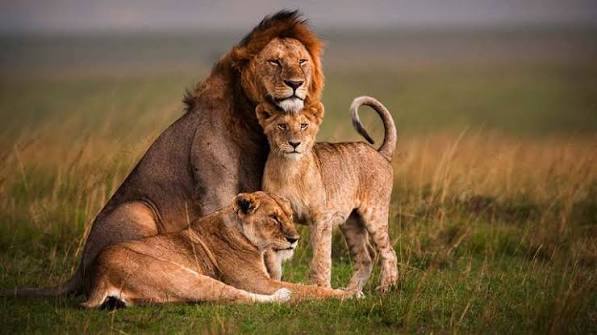 What are the best Kenya safari tours for seniors?