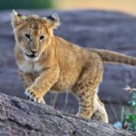 What are the best Kenya safaris during Christmas holidays?