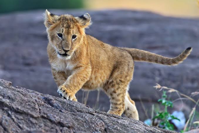 What are the best Kenya safaris during Christmas holidays?