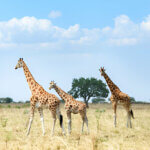 What are the best Uganda safari holidays
