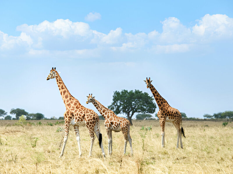 What are the best Uganda safari holidays