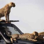 What are the best safari camps for photographers?
