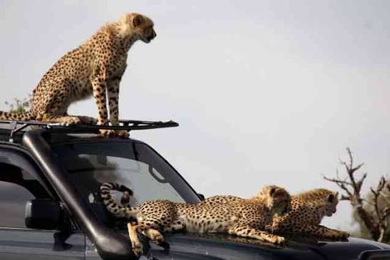 What are the best safari camps for photographers?