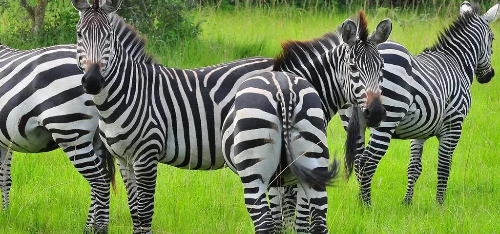 What are the best safari destinations for nature lovers?