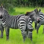 What are the best safari destinations for nature lovers?