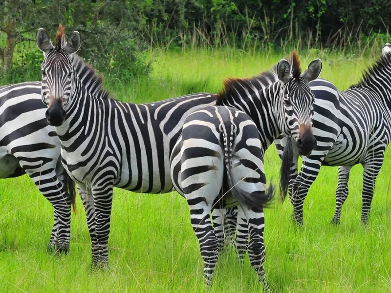 What are the best safari destinations for nature lovers?