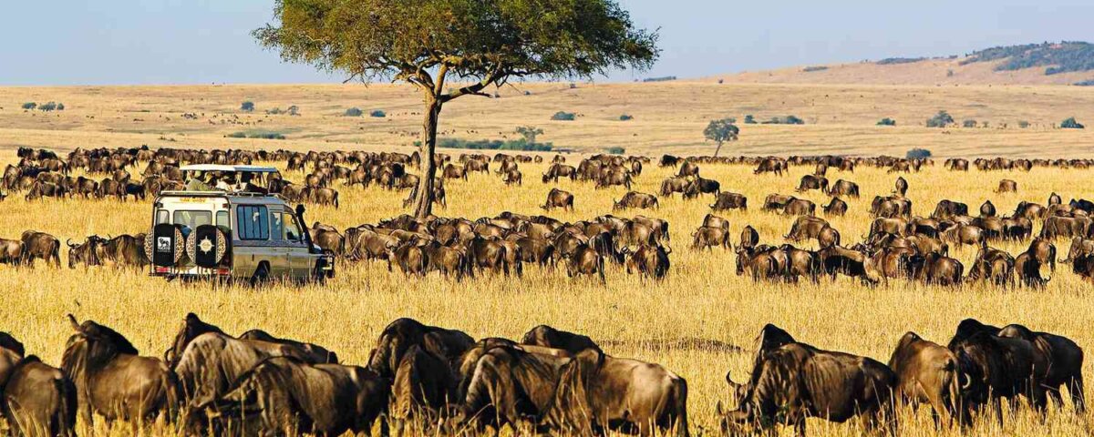 What are the best safari tours for groups in Kenya?