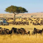 What are the best safari tours for groups in Kenya?