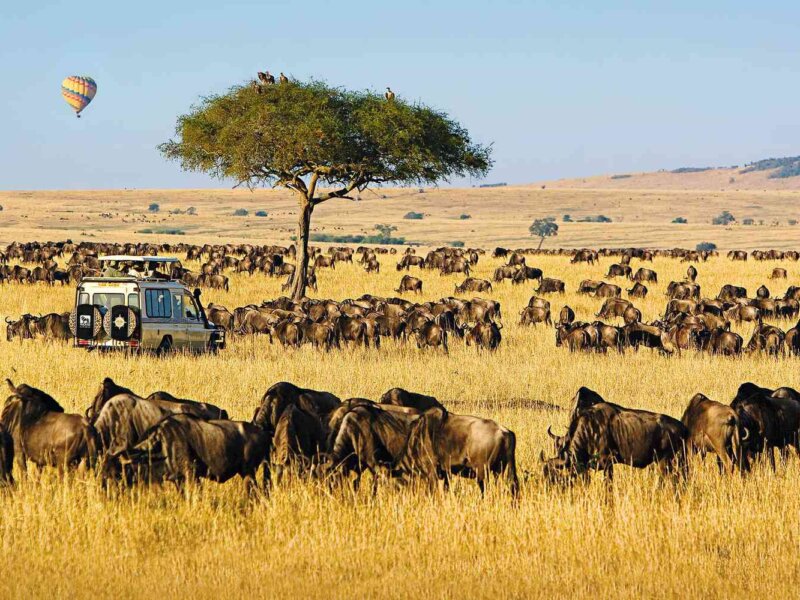 What are the best safari tours for groups in Kenya?