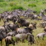 What are the best safari tours from Nairobi airport?