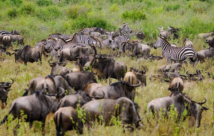 What are the best safari tours from Nairobi airport?