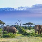 What are the best wildlife photography tips for Kenya?