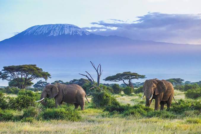 What are the best wildlife photography tips for Kenya?