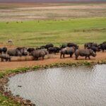 What conservation projects can you visit in Kenya?
