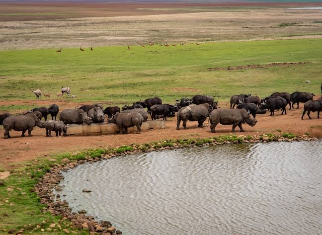 What conservation projects can you visit in Kenya?