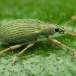 What insects should I expect on safari?