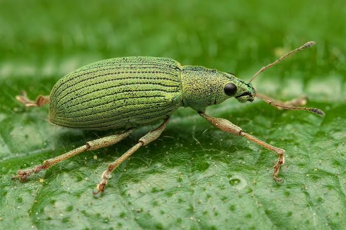 What insects should I expect on safari?