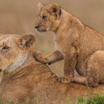 What is the best Kenya safari for solo travelers?