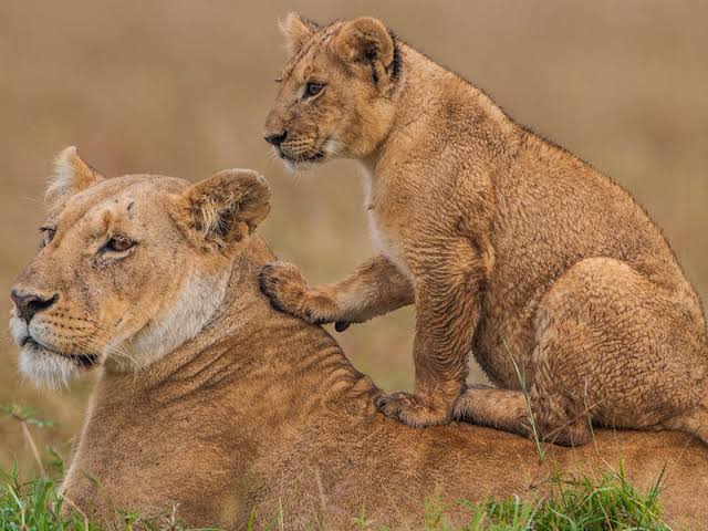 What is the best Kenya safari for solo travelers?