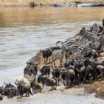 What is the best safari park in Kenya for first-timers?