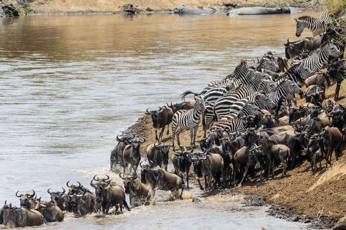 What is the best safari park in Kenya for first-timers?