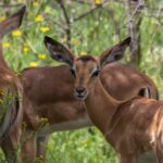 What languages do Kenya safari guides speak?