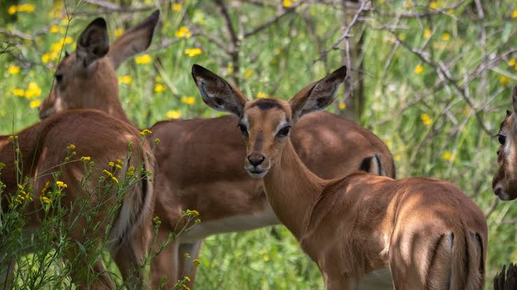 What languages do Kenya safari guides speak?