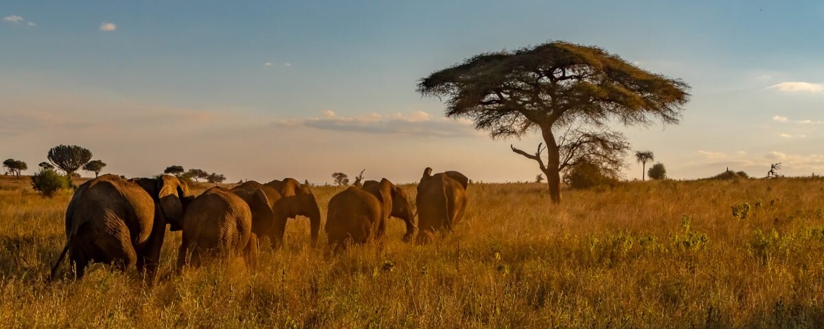 What safari animals are easiest to photograph in Kenya?