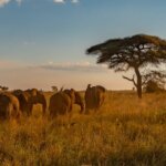 What safari animals are easiest to photograph in Kenya?
