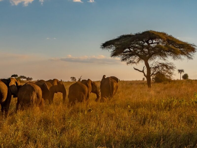 What safari animals are easiest to photograph in Kenya?