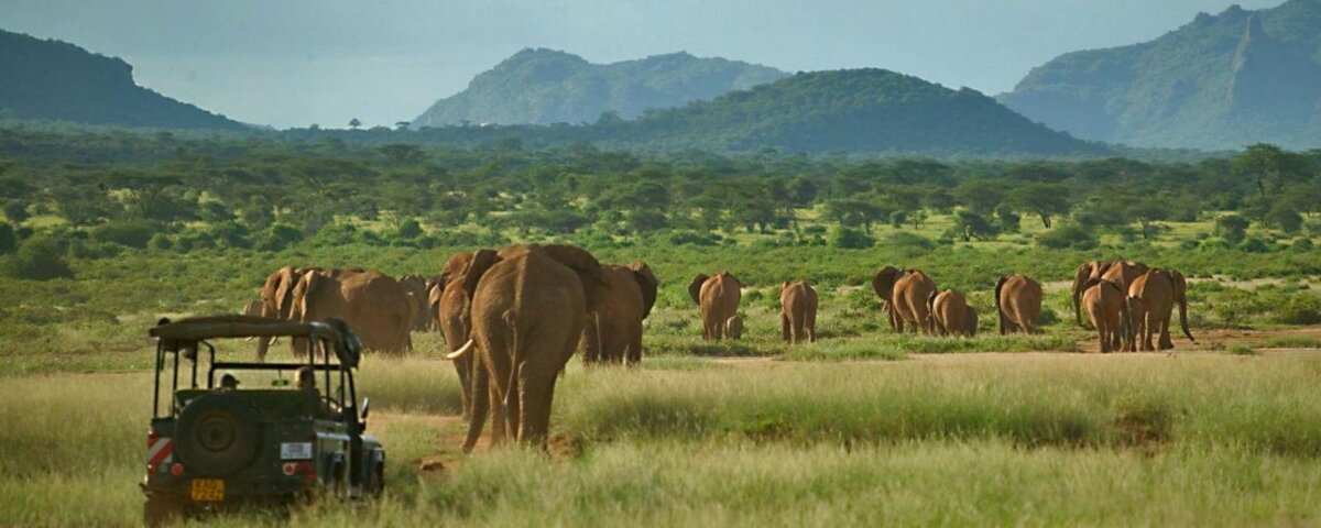 Which Kenya Safari Parks Are Best in the Rainy Season