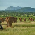 Which Kenya Safari Parks Are Best in the Rainy Season