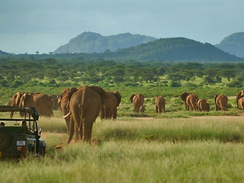 Which Kenya Safari Parks Are Best in the Rainy Season