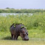 Which Kenya parks have hippos?